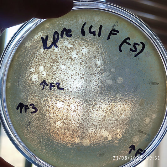 Klebsiella pneumoniae bacteriophage 180641F