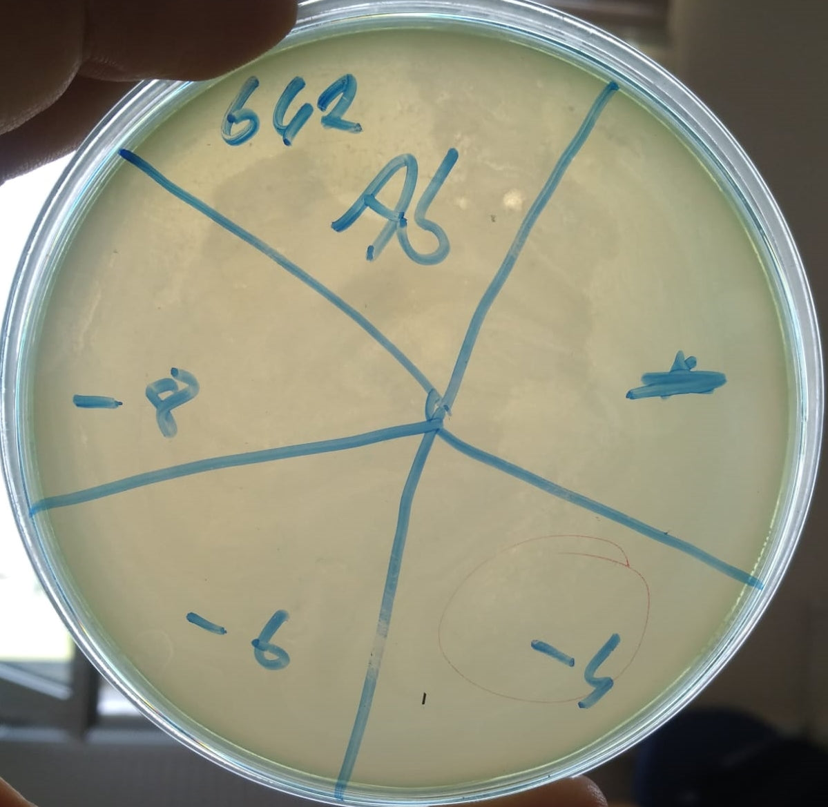 Acinetobacter baumannii bacteriophage 120642A