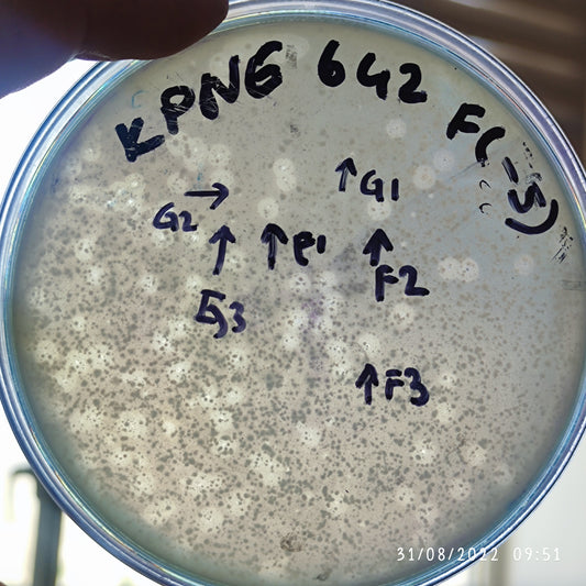 Klebsiella pneumoniae bacteriophage 180642G