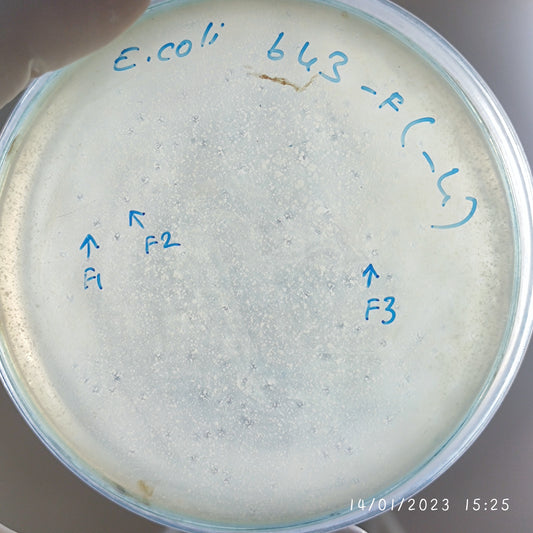 Escherichia coli bacteriophage 100643F