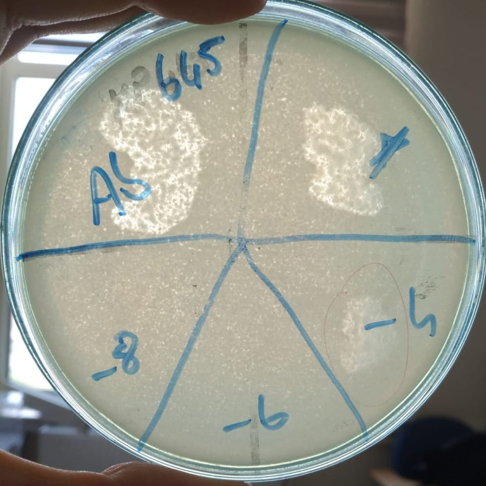 Acinetobacter baumannii bacteriophage 120645A