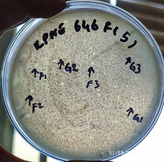 Klebsiella pneumoniae bacteriophage 180646F