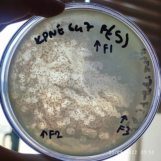 Klebsiella pneumoniae bacteriophage 180647F