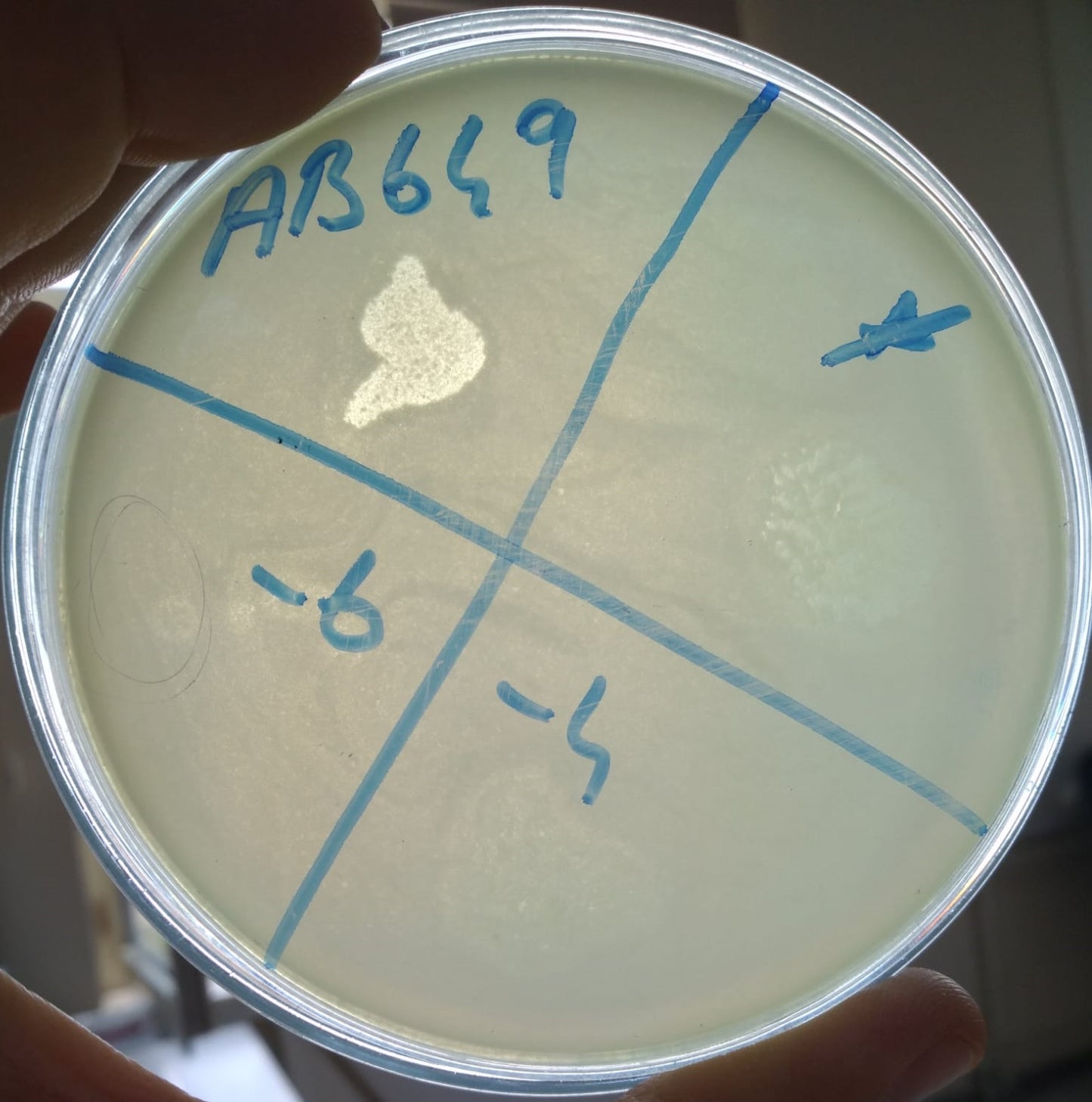 Acinetobacter baumannii bacteriophage 120649A