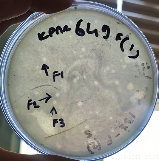 Klebsiella pneumoniae bacteriophage 180649F