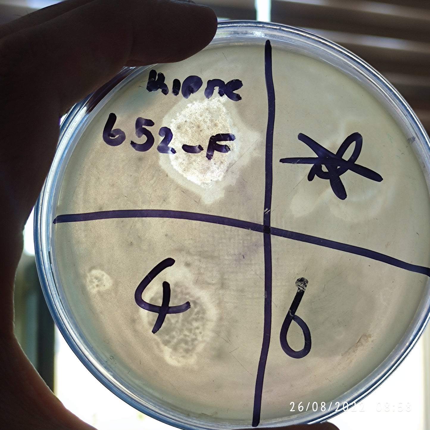 Klebsiella pneumoniae bacteriophage 180652F