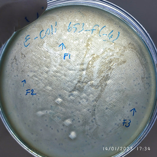 Escherichia coli bacteriophage 100653F