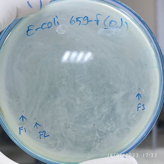 Escherichia coli bacteriophage 100659F