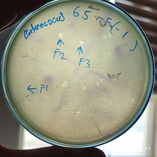 Enterococcus faecalis bacteriophage 110065F