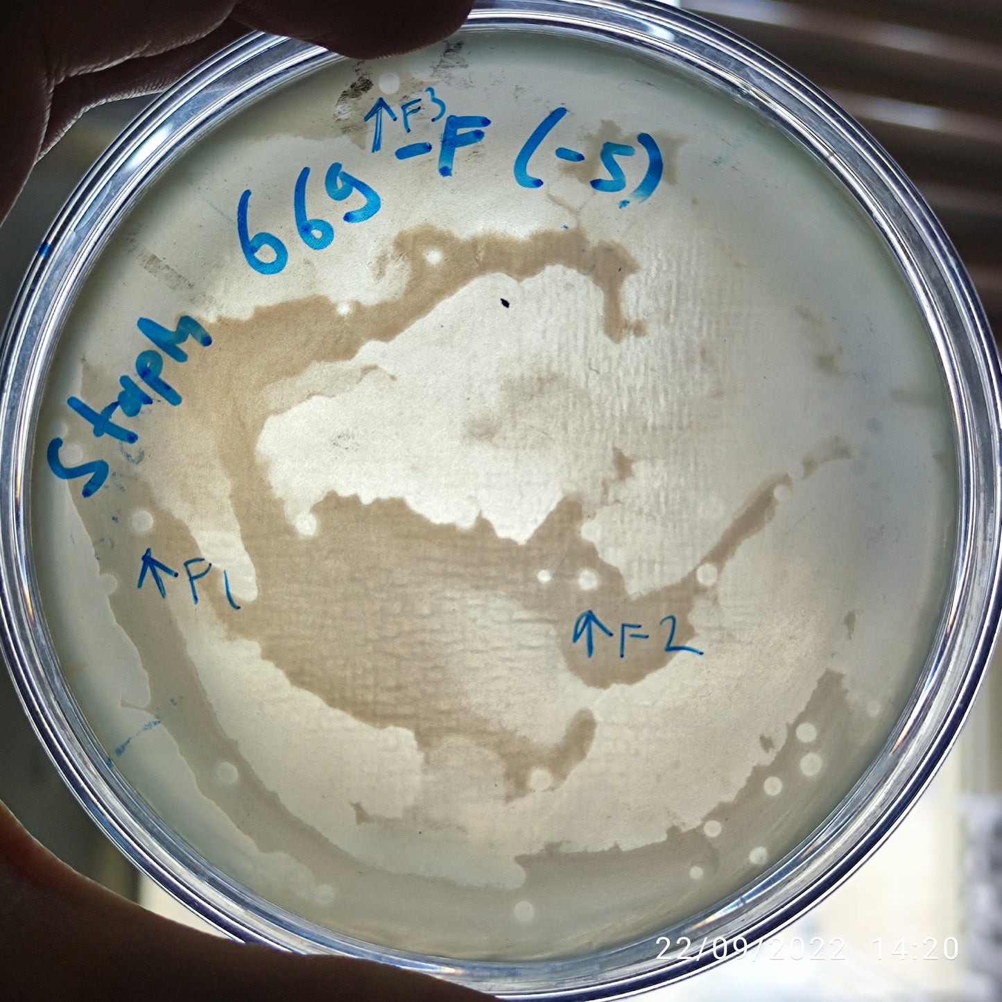 Staphylococcus aureus bacteriophage 152669F