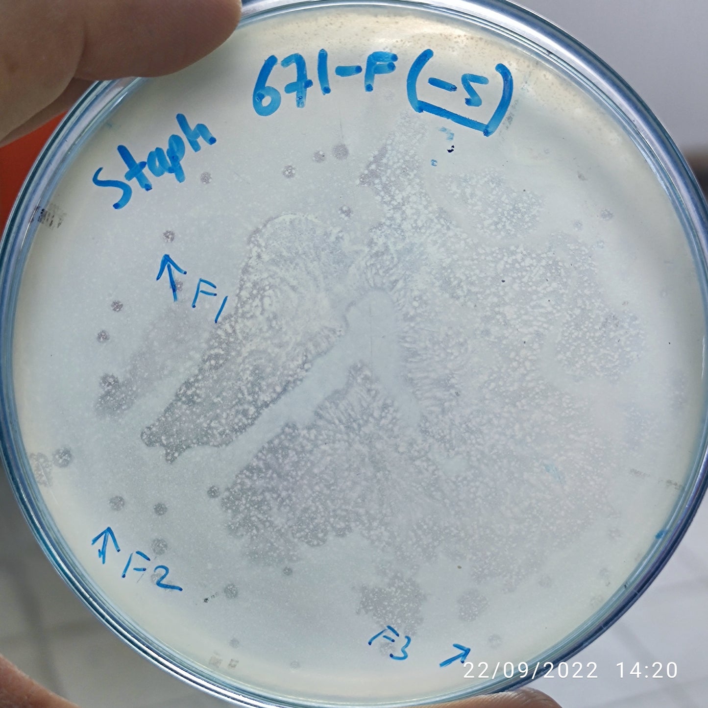 Staphylococcus aureus bacteriophage 152671F