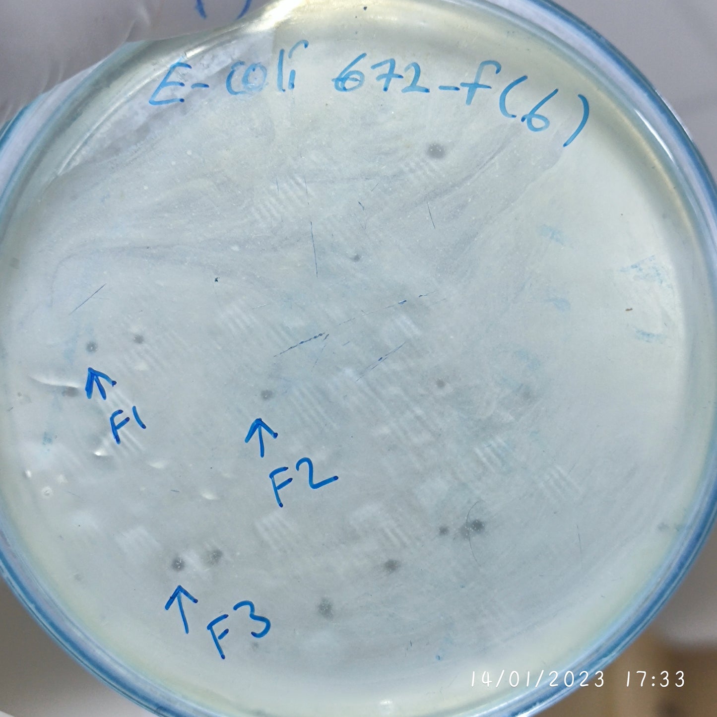 Escherichia coli bacteriophage 100672F