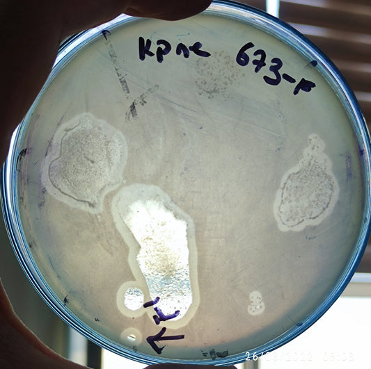 Klebsiella pneumoniae bacteriophage 180673F