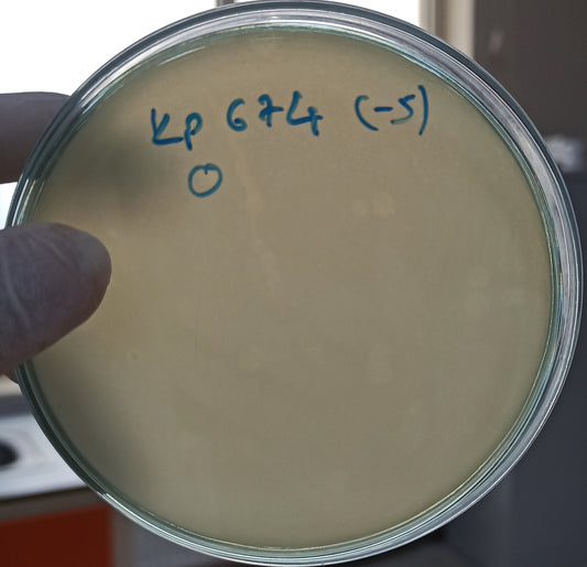 Klebsiella pneumoniae bacteriophage 180674A