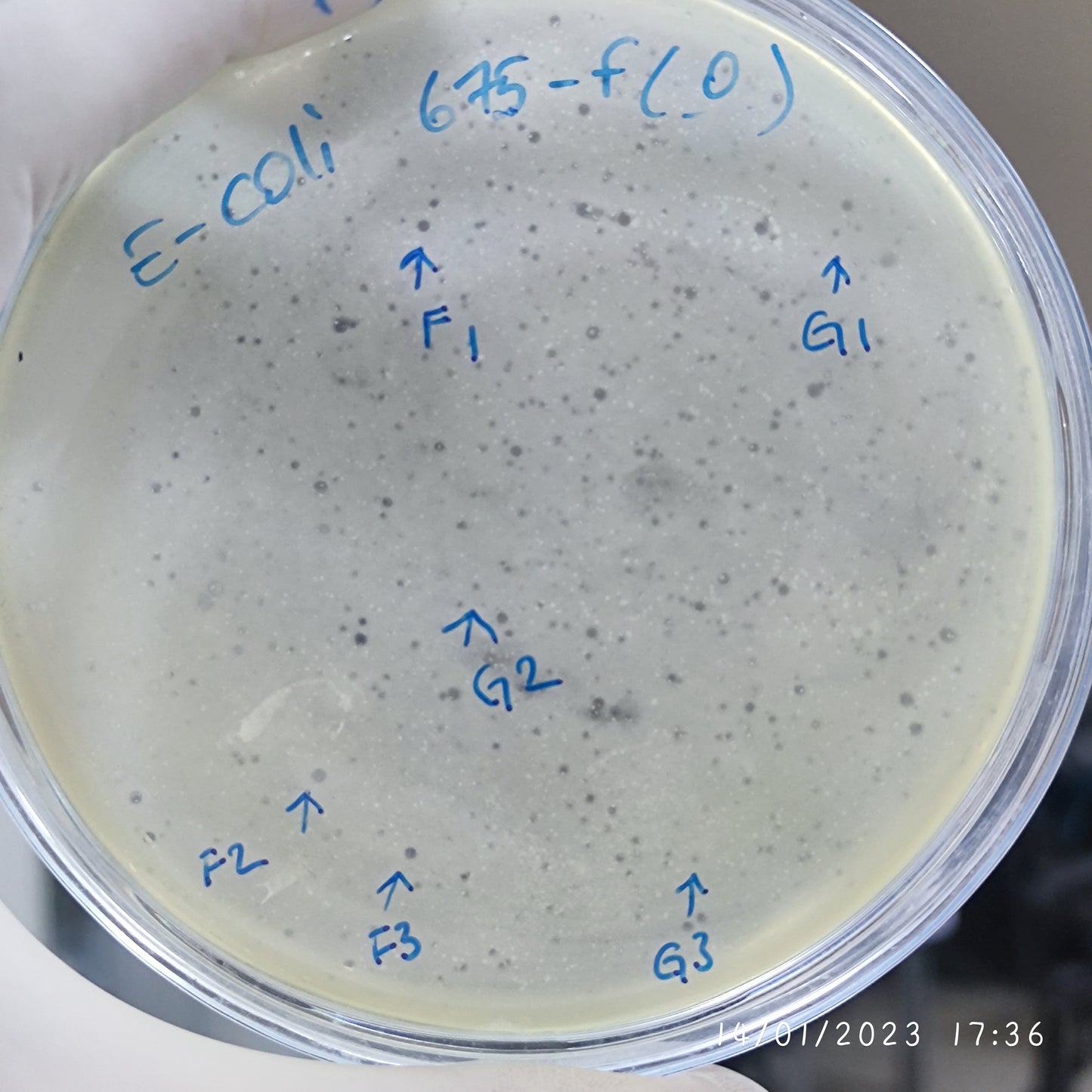 Escherichia coli bacteriophage 100675G