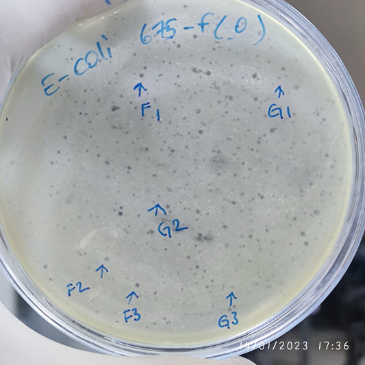 Escherichia coli bacteriophage 100675G