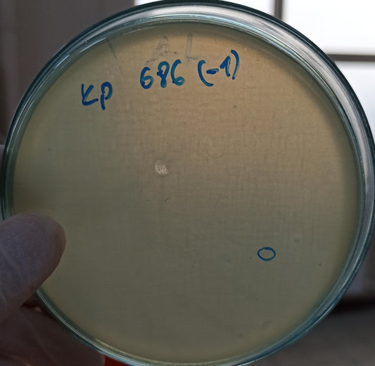 Klebsiella pneumoniae bacteriophage 180686A