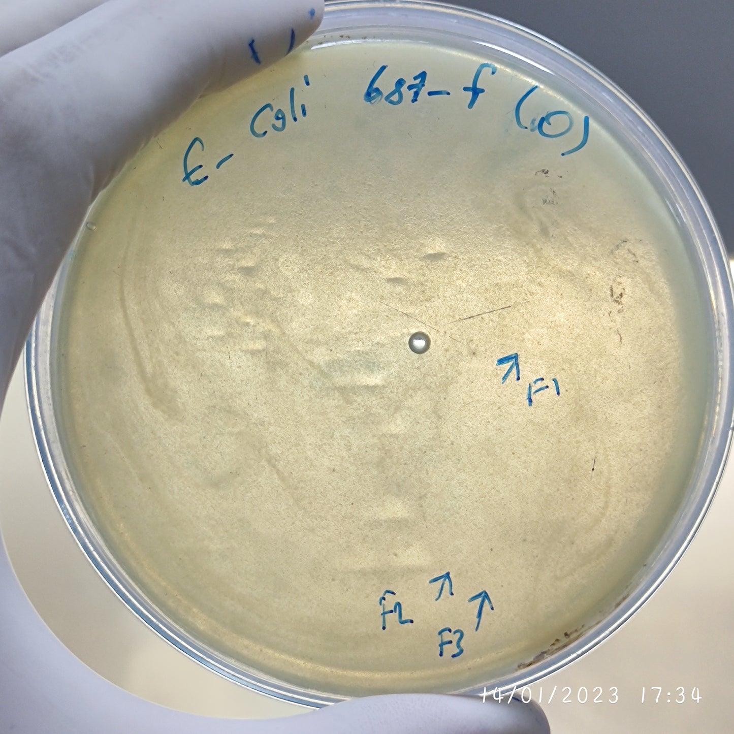 Escherichia coli bacteriophage 100687F