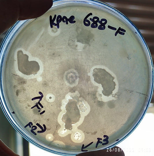 Klebsiella pneumoniae bacteriophage 180688F