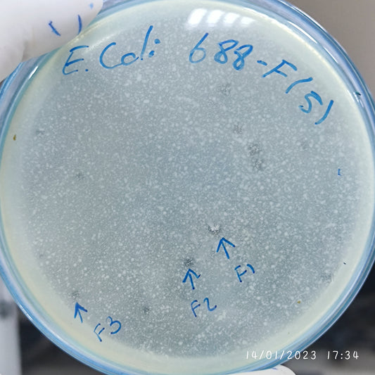 Escherichia coli bacteriophage 100688F