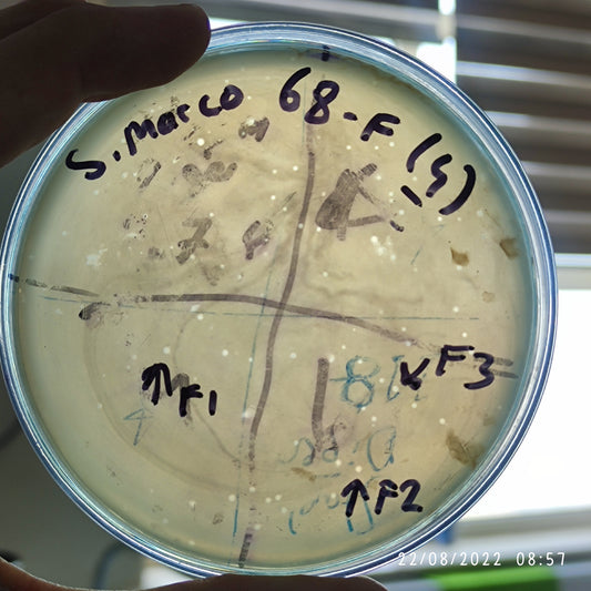 Serratia marcescens bacteriophage 200068F