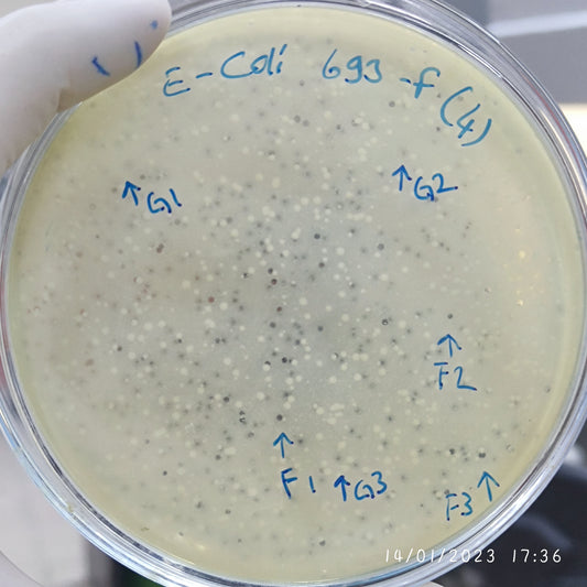 Escherichia coli bacteriophage 100693F