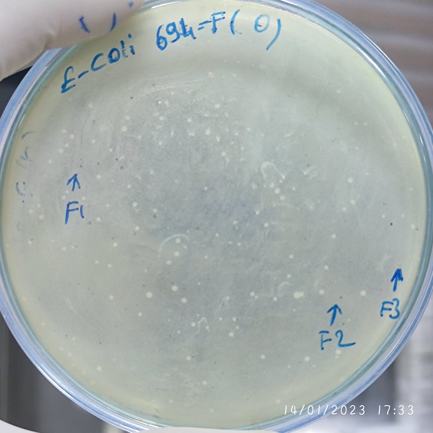 Escherichia coli bacteriophage 100694F