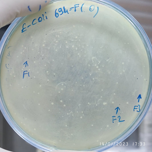 Escherichia coli bacteriophage 100694F