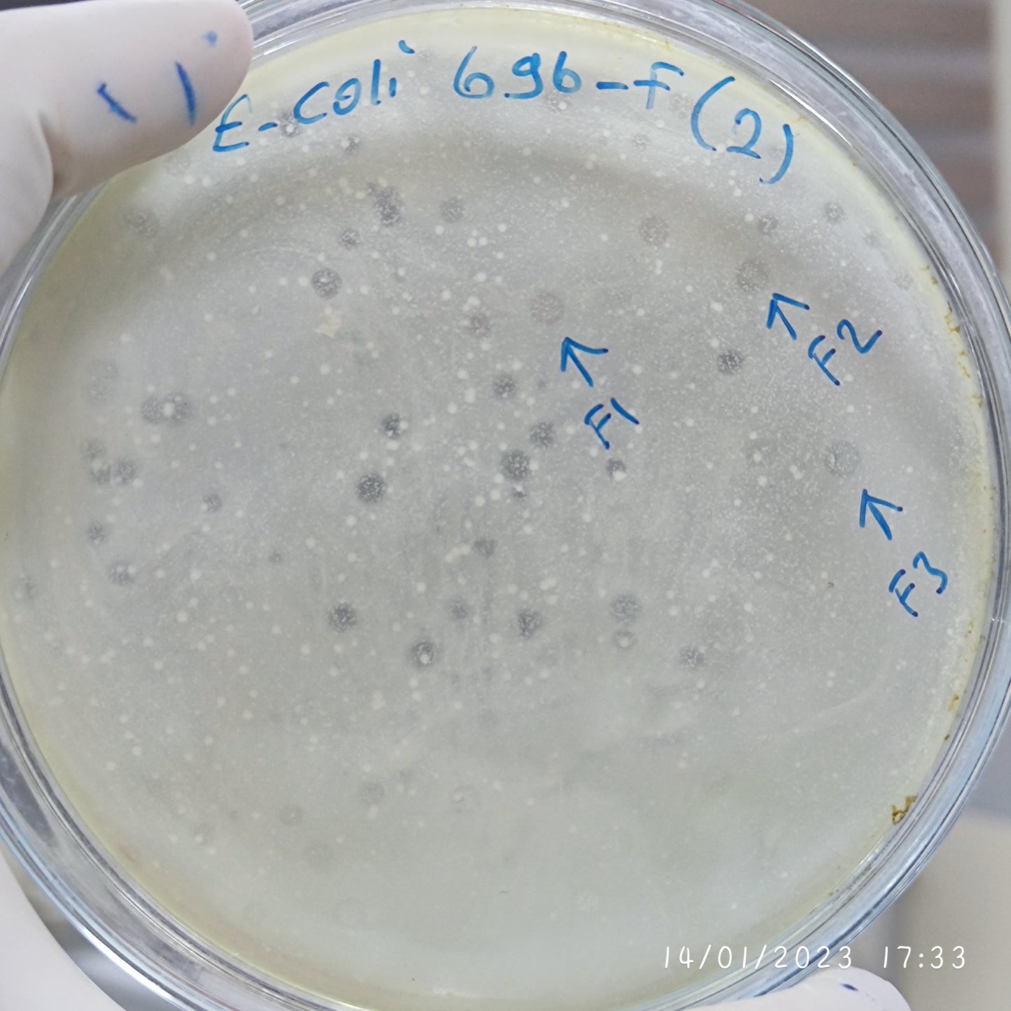 Escherichia coli bacteriophage 100696F