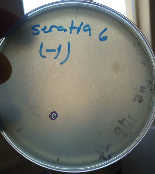 Serratia marcescens bacteriophage 200070A