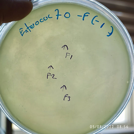 Enterococcus faecium bacteriophage 110070F