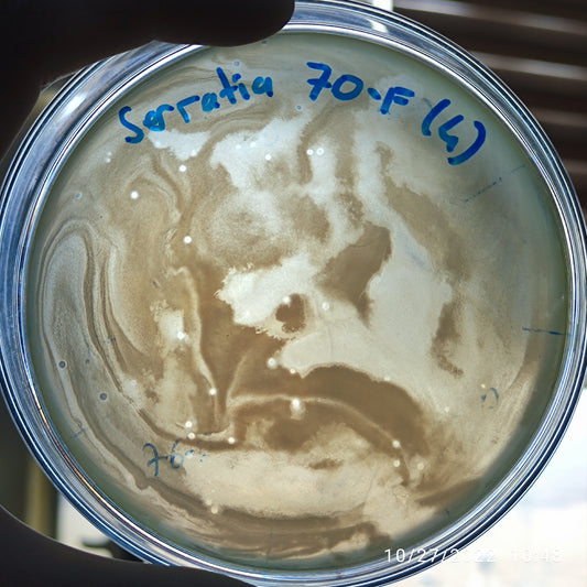 Serratia marcescens bacteriophage 200070F