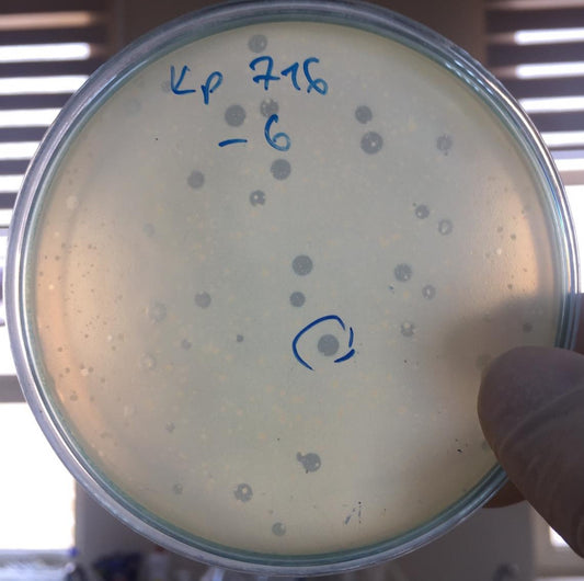 Klebsiella pneumoniae bacteriophage 180716A