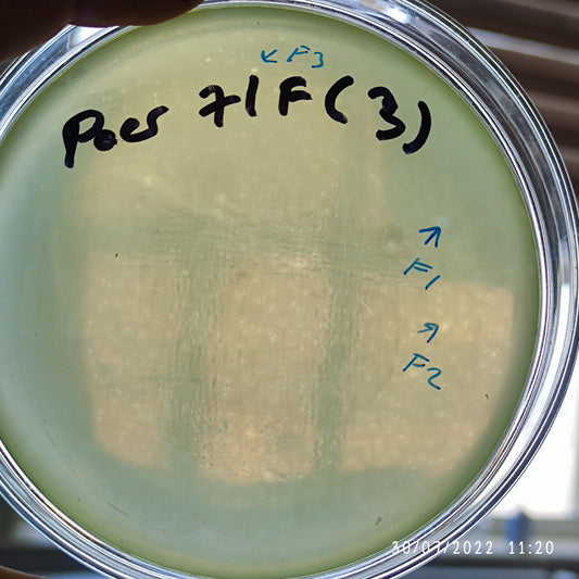 Pseudomonas aeruginosa bacteriophage 130071F