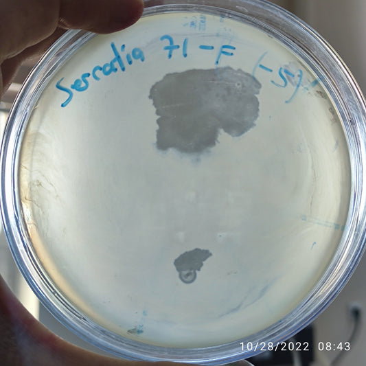 Serratia marcescens bacteriophage 200071F