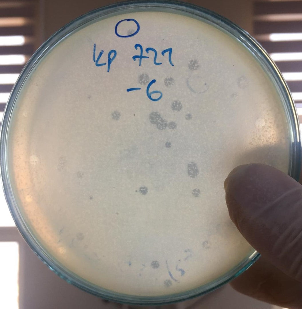 Klebsiella pneumoniae bacteriophage 180721A