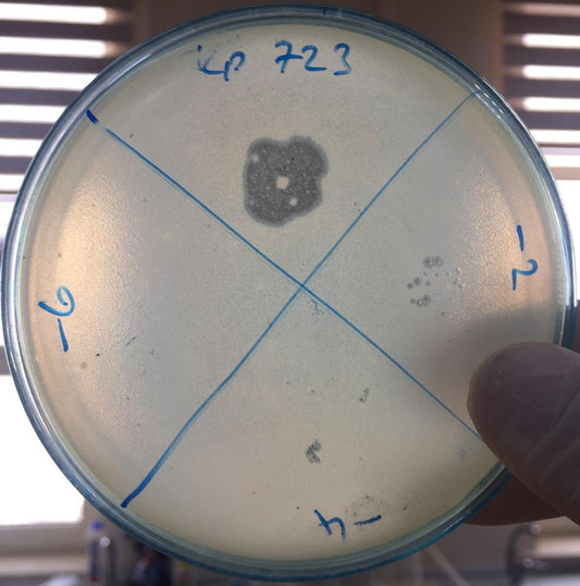 Klebsiella pneumoniae bacteriophage 180723A