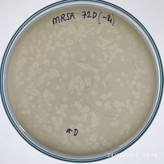 Staphylococcus aureus bacteriophage 150072D