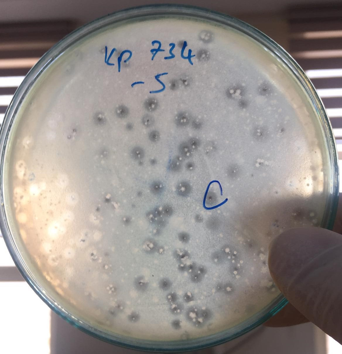 Klebsiella pneumoniae bacteriophage 180734A