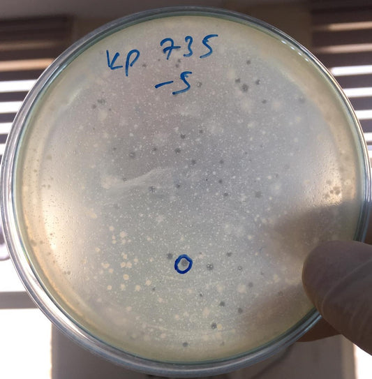 Klebsiella pneumoniae bacteriophage 180735A