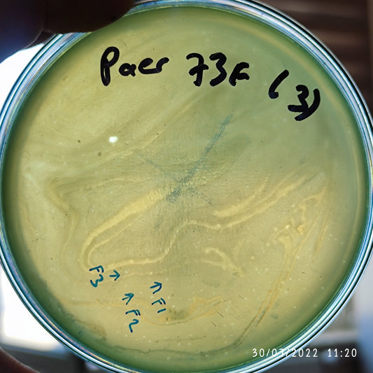 Pseudomonas aeruginosa bacteriophage 130073F