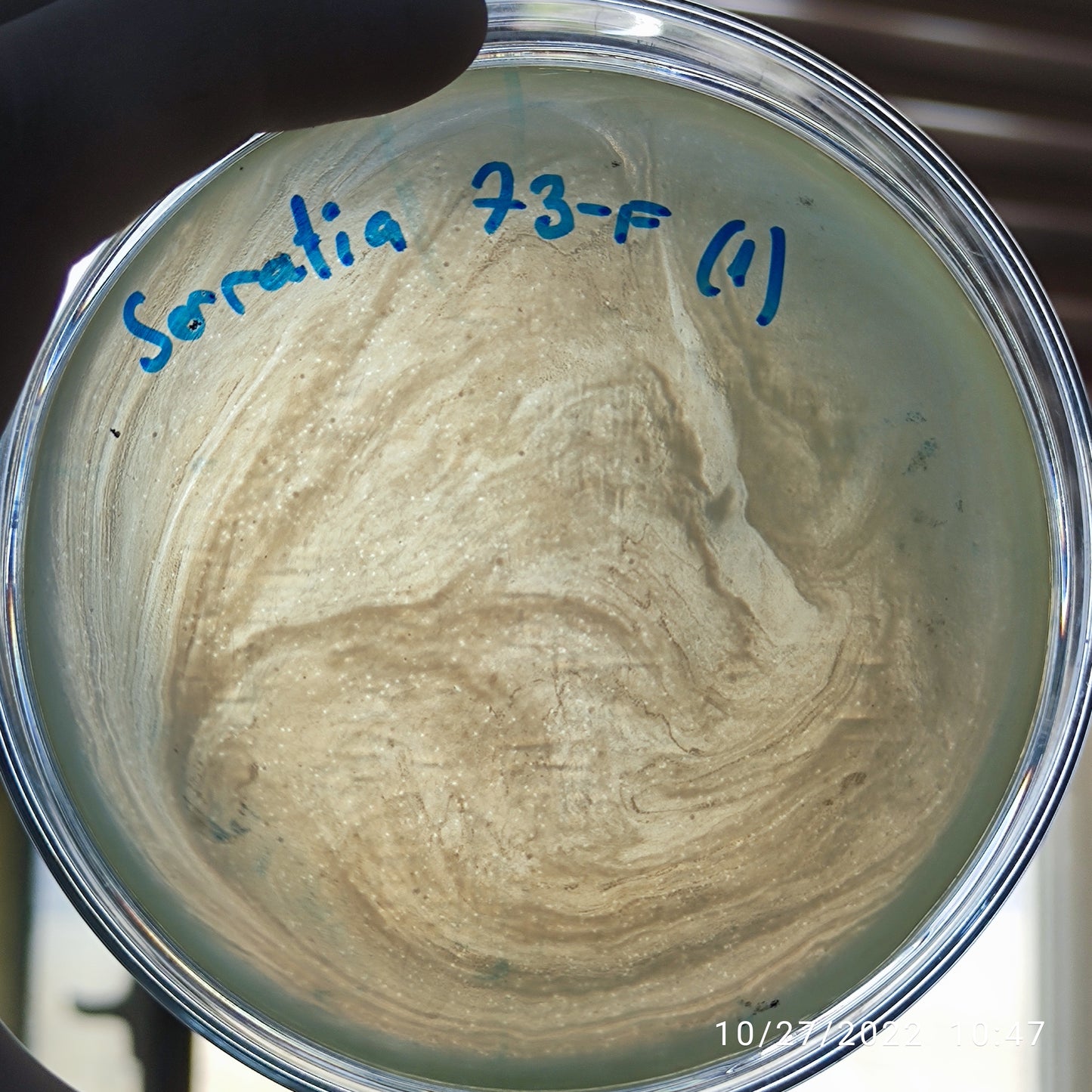 Serratia marcescens bacteriophage 200073F