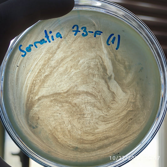Serratia marcescens bacteriophage 200073F