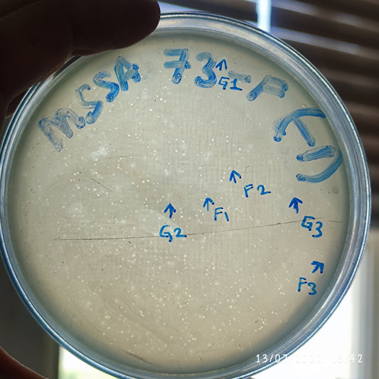 Staphylococcus aureus bacteriophage 152073F