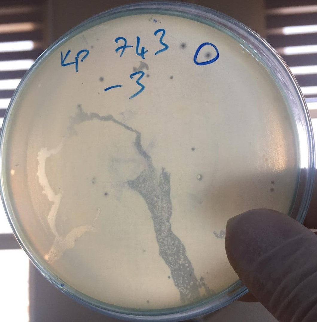 Klebsiella pneumoniae bacteriophage 180743A