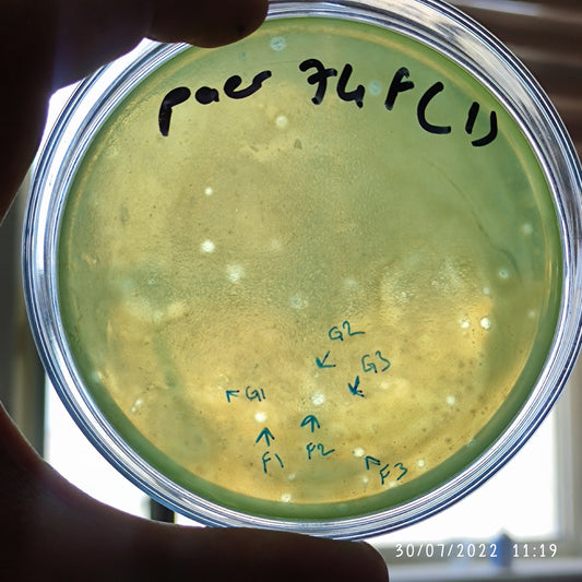 Pseudomonas aeruginosa bacteriophage 130074F