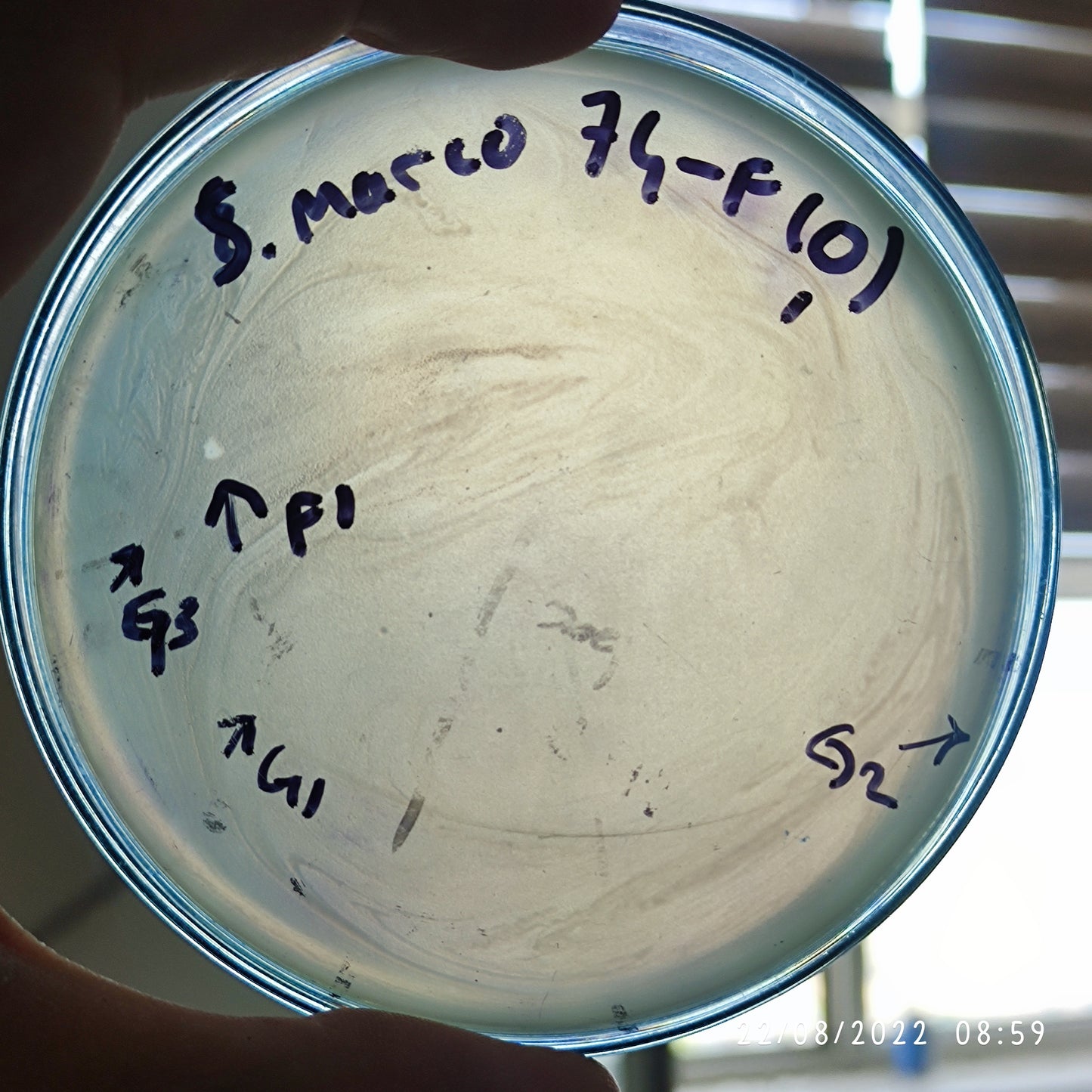 Serratia marcescens bacteriophage 200074F