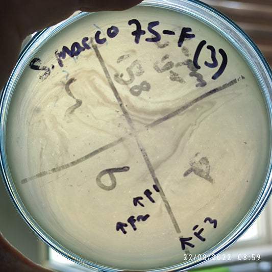 Serratia marcescens bacteriophage 200075F