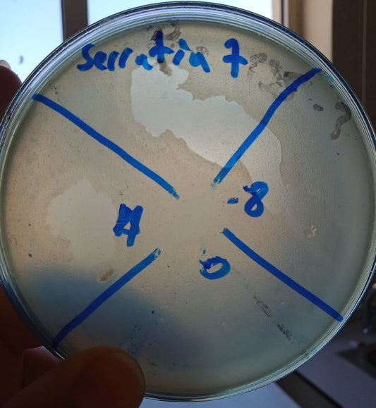 Serratia marcescens bacteriophage 200071A