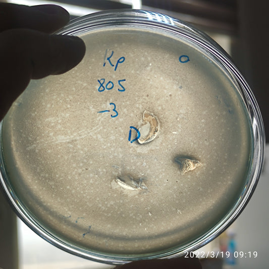 Klebsiella pneumoniae bacteriophage 180805D